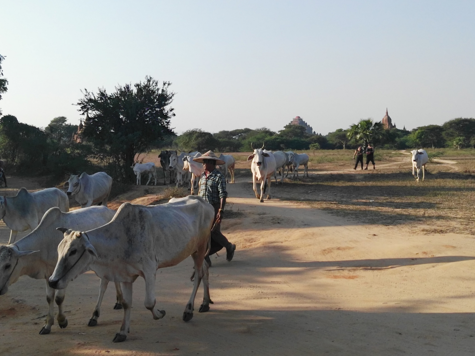 Večerní zahánění krav z pastvy, Bagan, Myanmar
