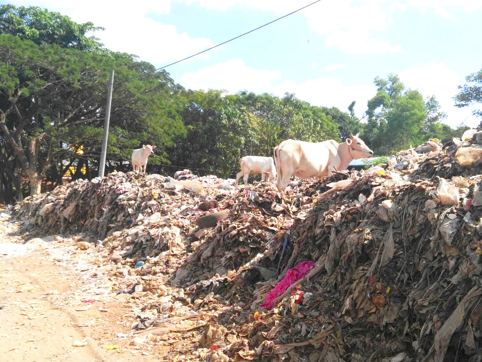 Na odpadcích se pasou i krávy, Bago, Myanmar