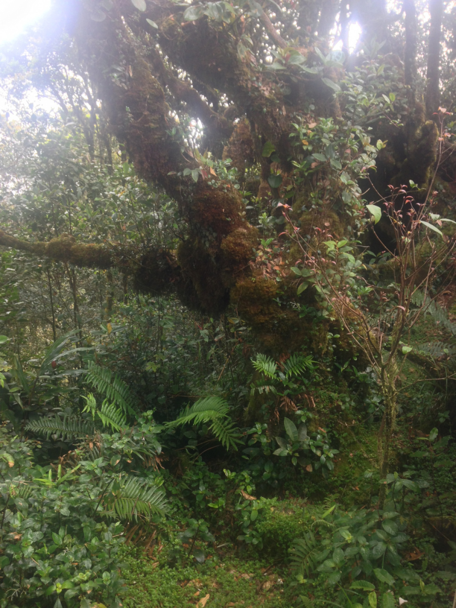 Mossy Forest, Cameron Highlands, Malajsie