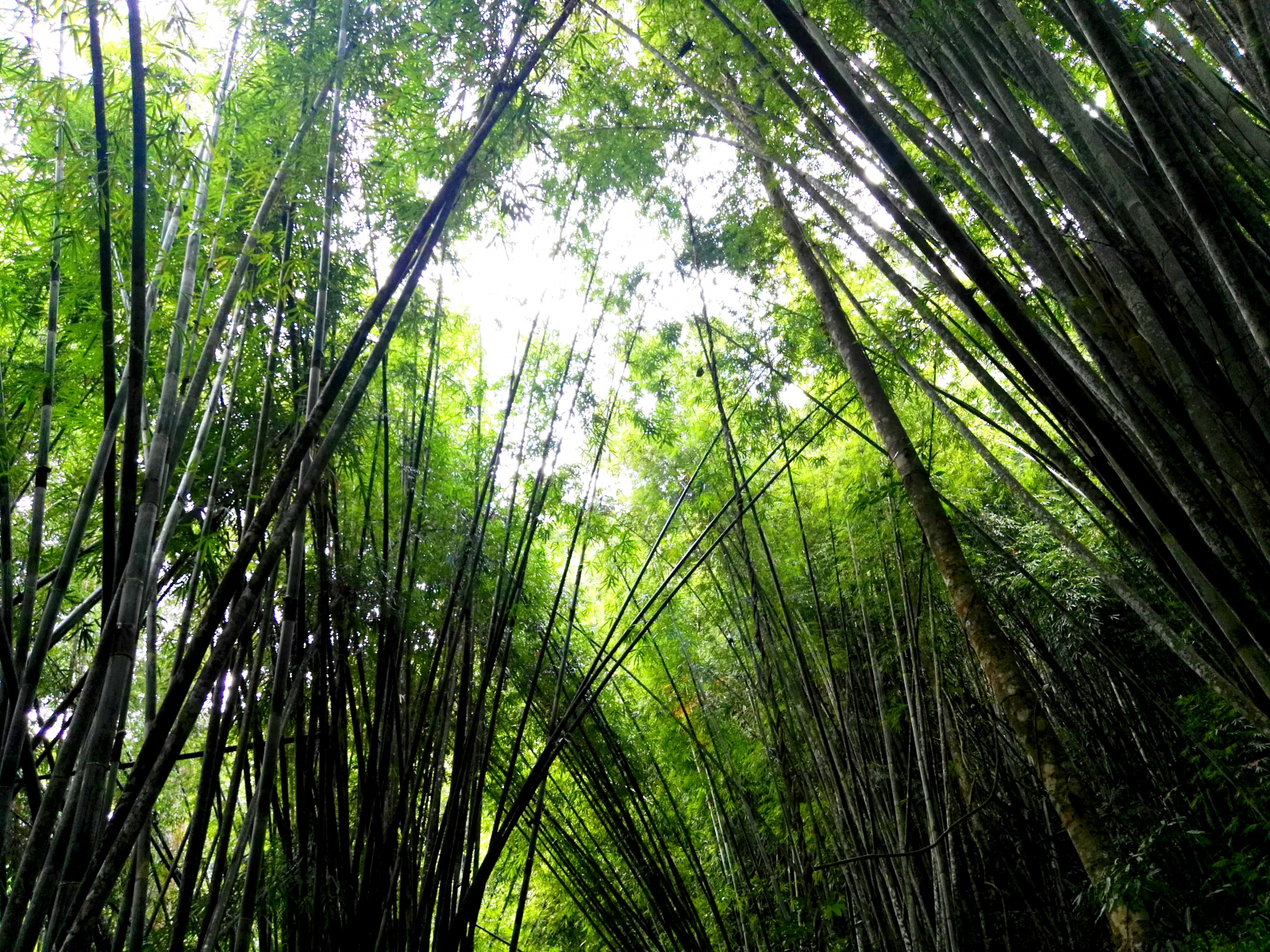 Národní park Khao Sok a majestátní bambusy až do nebe, Thajsko