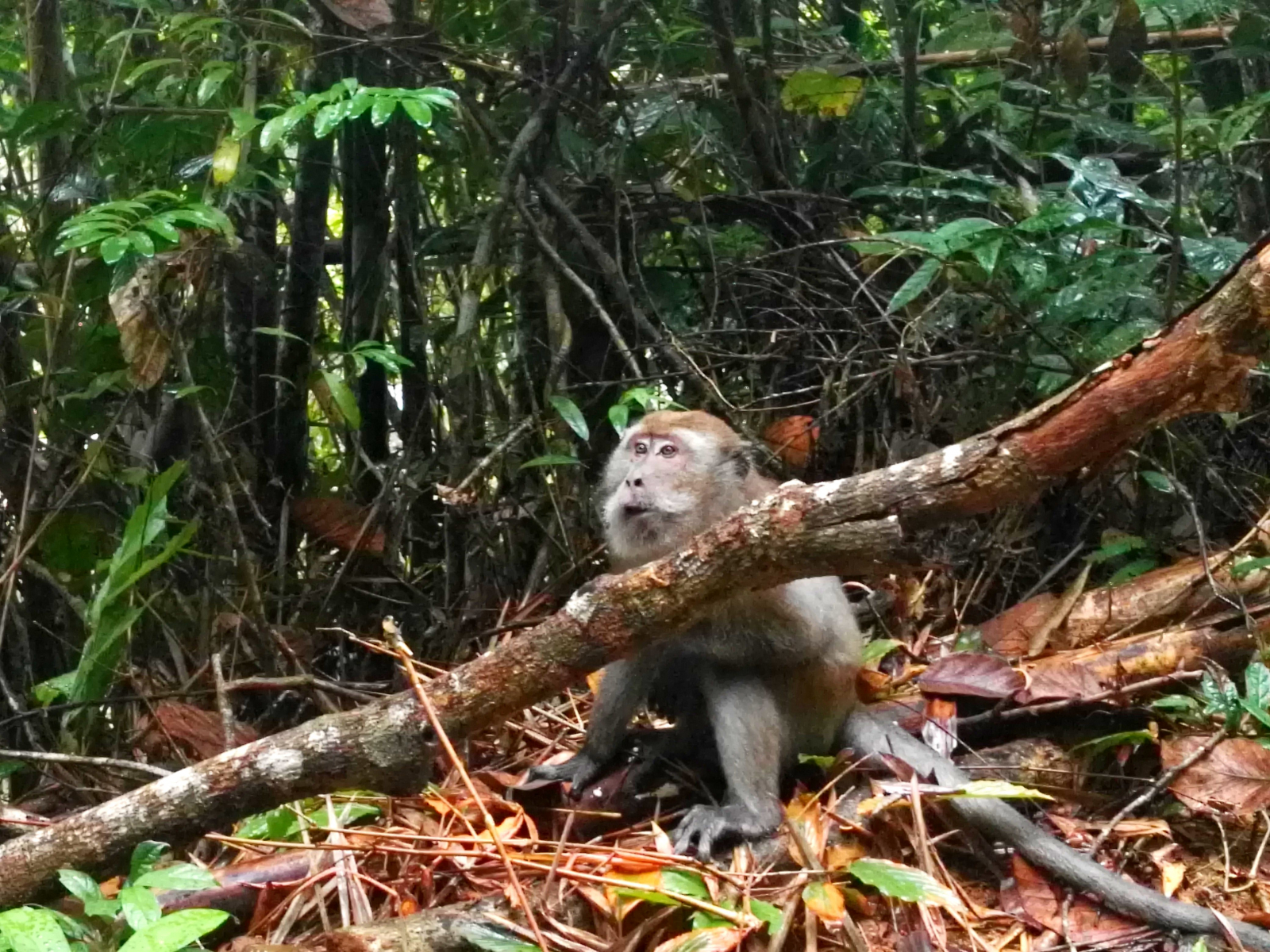 Opičkáááááá, Thajsko, Khao Sok