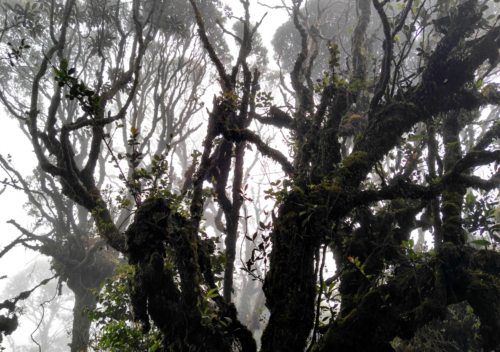 Nejvýše položený deštný prales na světě, Mossy Forest, Cameron Highlands, Malajsie