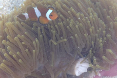 I u břehů můžete spatřit korály s barevnými rybkami. Koh Lipe, Thajsko