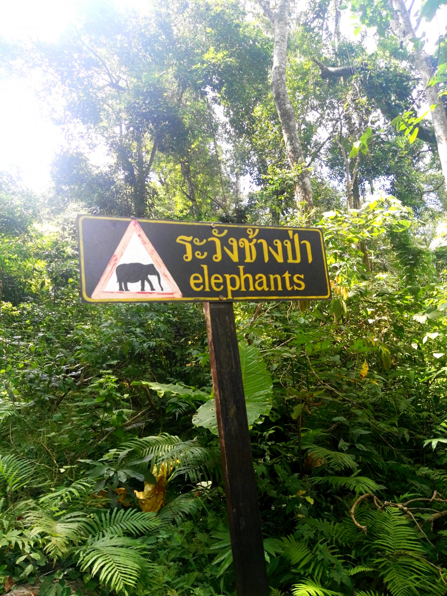 Vidět lze i volně žijící slony. Rozhodně se k nim ale nepřibližujte.