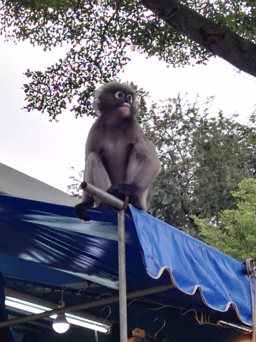 Tyhle opičky byly o poznání hodnější, vojenský prostor Prahuap Khiri Khan, Thajsko