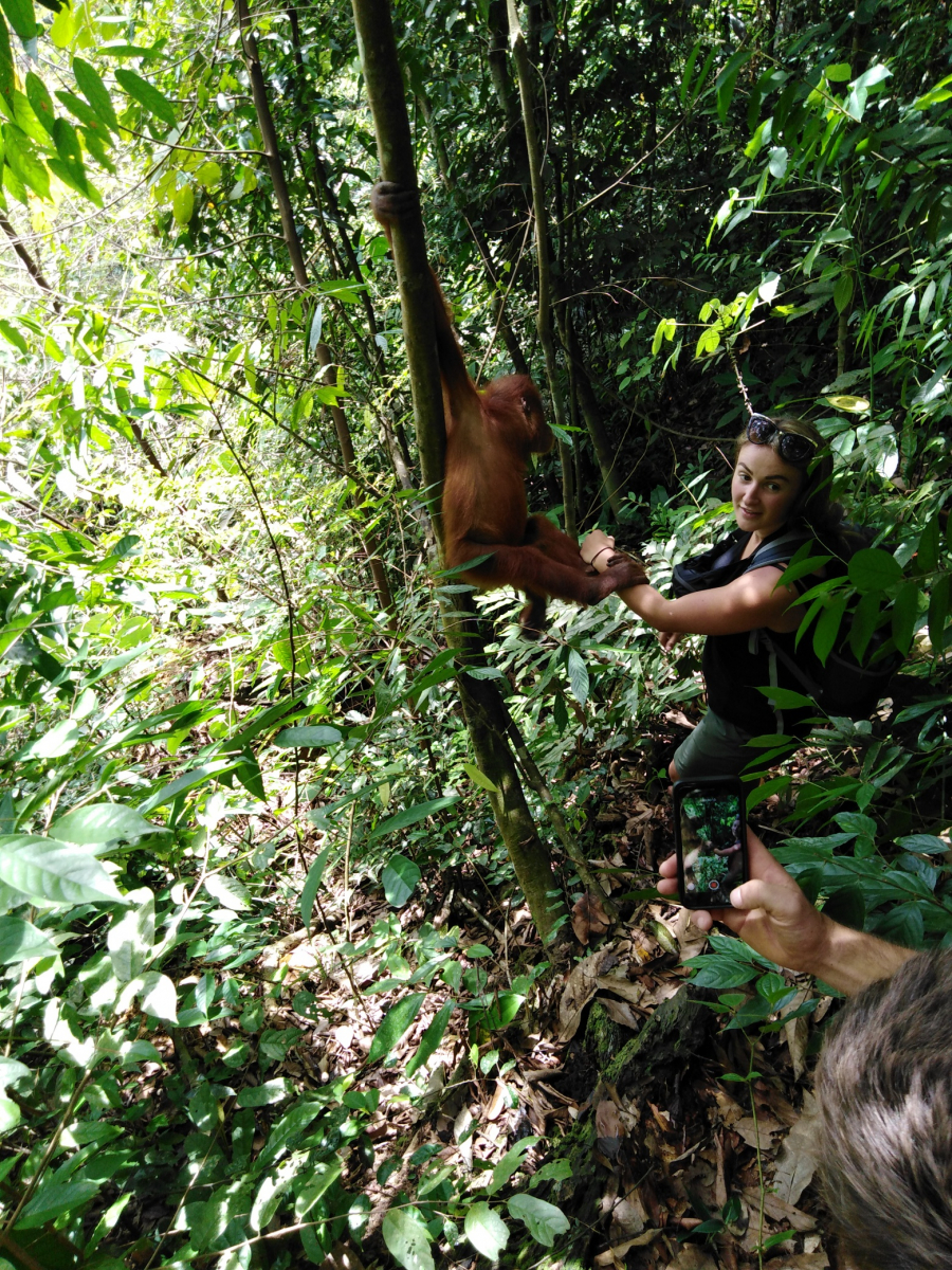 K orangutanům se v žádném případě nesmíte přibližovat, maximální povolená vzdálenost je 10 metrů. Někteří orangutani jsou ale přátelští a zvědaví a kontaktují vás sami.