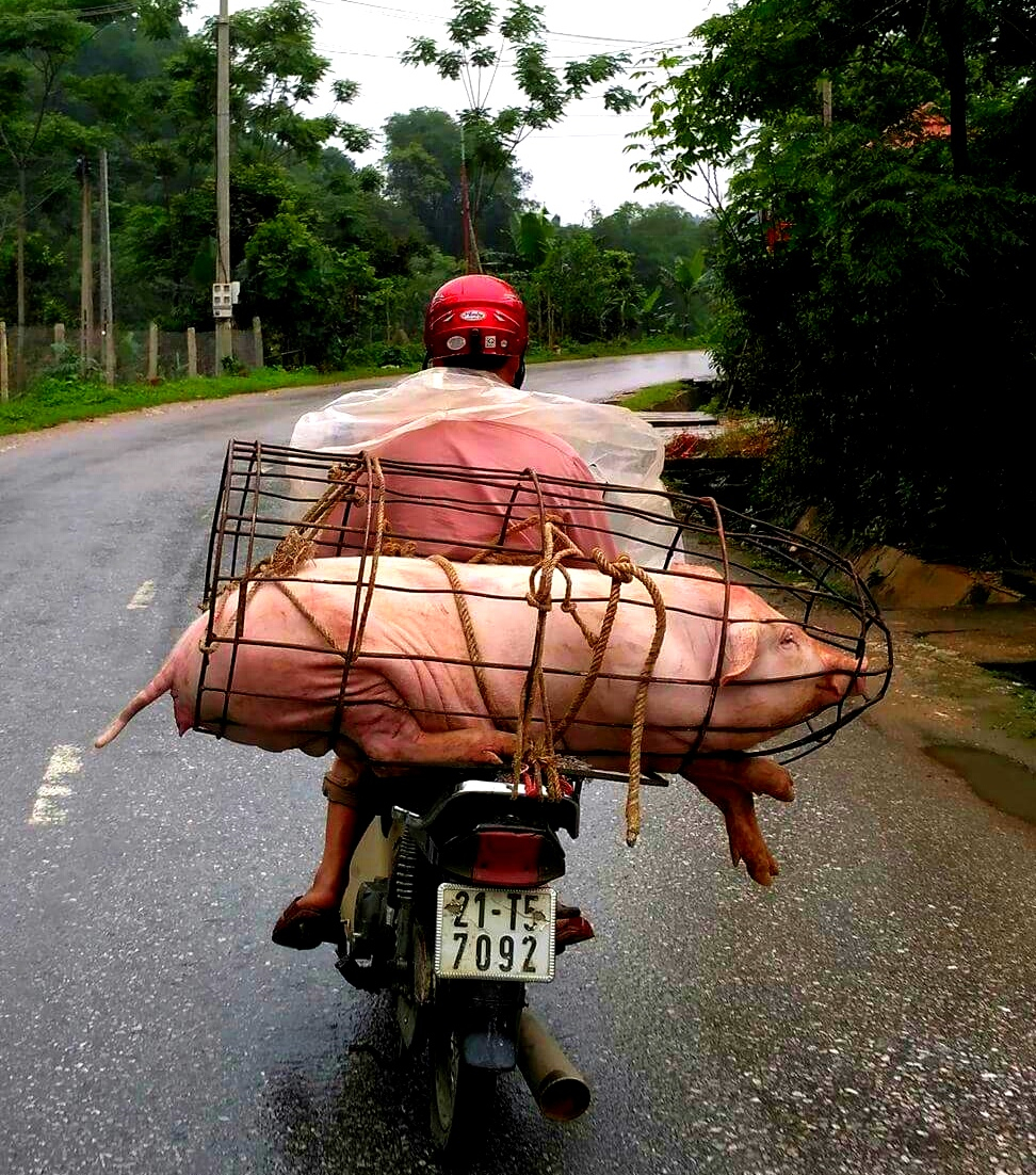 Úlovek na závěr, prase na motorce! :-D Tradiční obchod na vesnici, Yen Binh, Vietnam