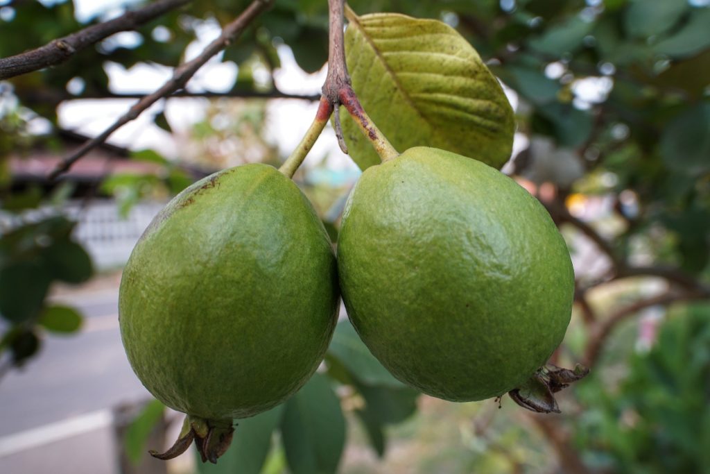 Guava, Thajsko
