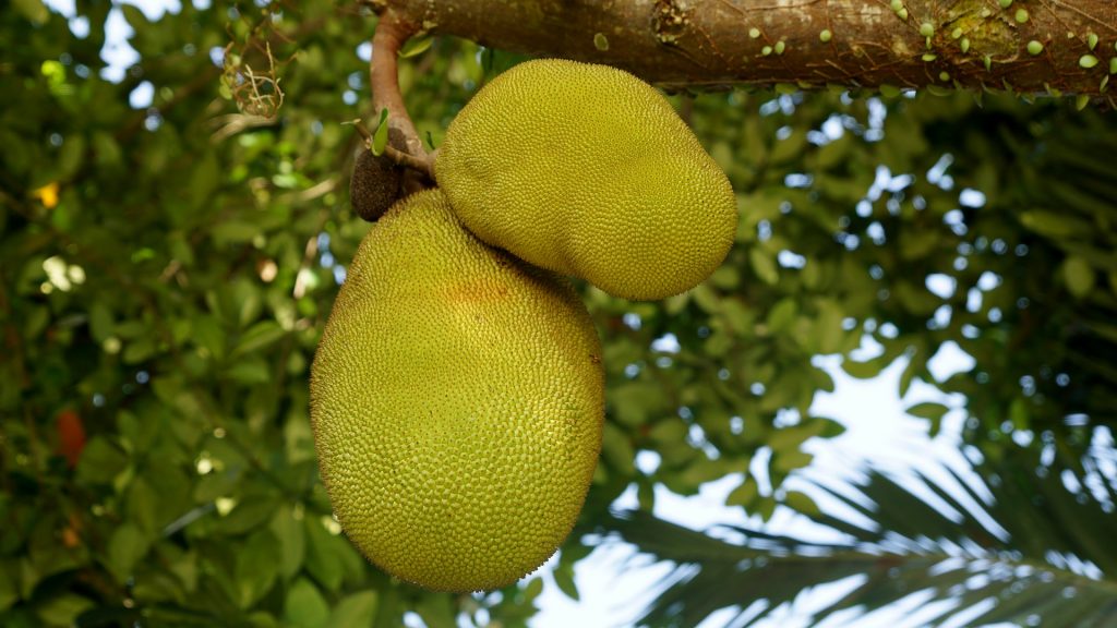 Jackfruit, Thajsko